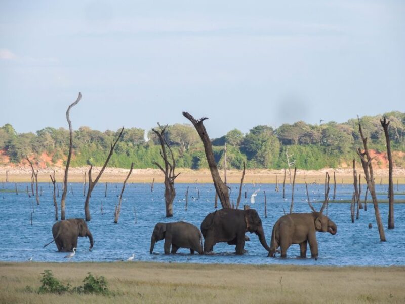 Kaudulla National Park: Private Safari - Highlights of the Safari Itinerary