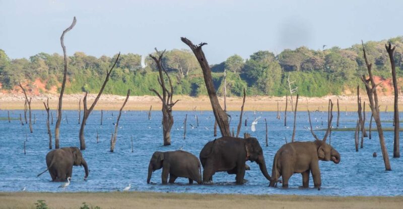 Kaudulla National Park: Private Safari - Wildlife Viewing Opportunities