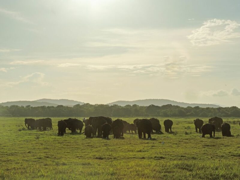 Kaudulla National Park: Private Safari - Scenic Landscape and Environment