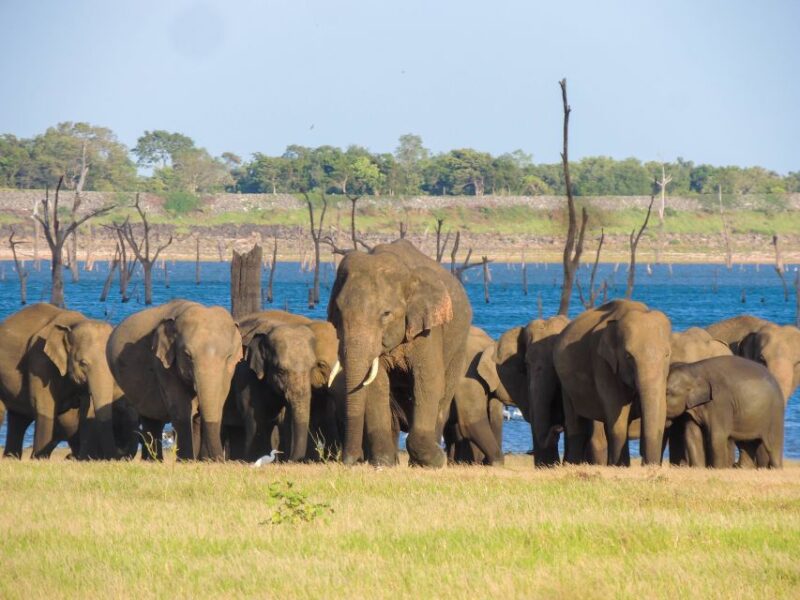 Kaudulla National Park: Private Safari - Meeting Point and Booking