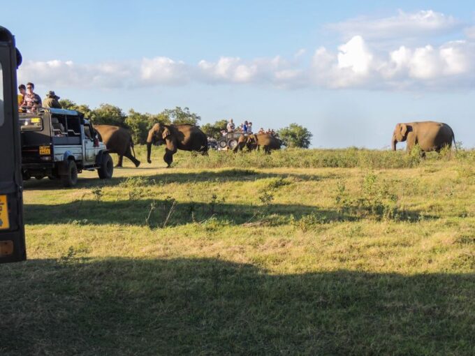 Kaudulla National Park: Private Safari - Customer Feedback and Ratings
