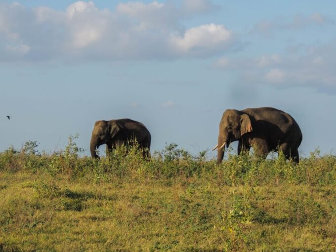 Kaudulla National Park: Private Safari - Recap