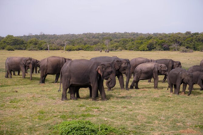 Kaudulla National Park Private Wildlife Safari at Golden Hour - Exclusive Private Safari Experience