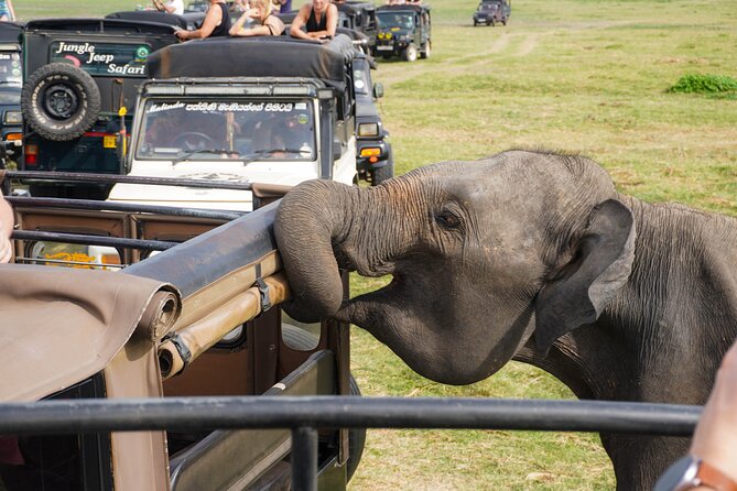 Kaudulla National Park Private Wildlife Safari at Golden Hour - Complimentary Refreshments During Safari