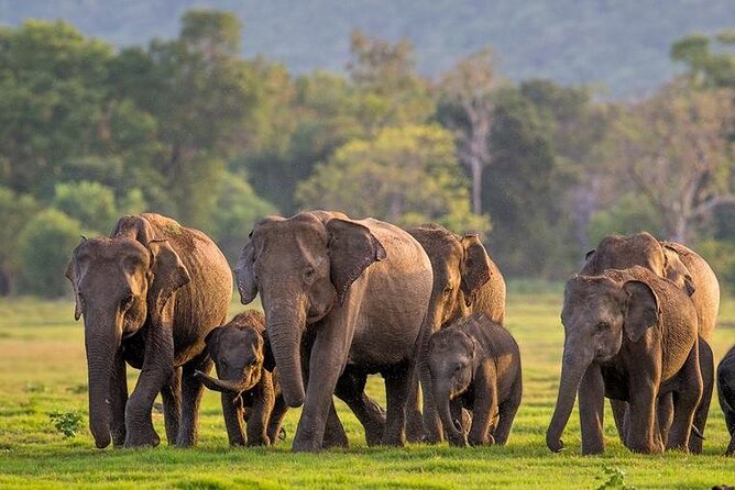 Kaudulla National Park Safari | Jeep With Tickets - Key Points
