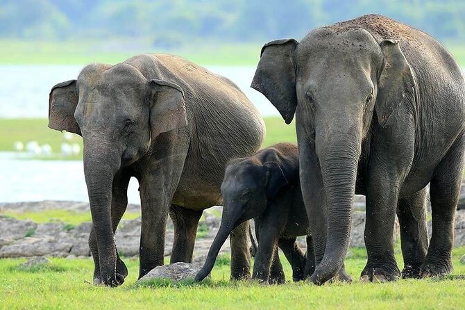Kaudulla National Park Safari | Jeep With Tickets - Meeting and Pickup
