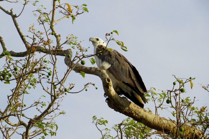 Kaudulla National Park Safari | Jeep With Tickets - Pricing and Cancellation