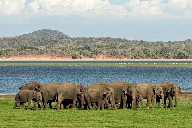 Kaudulla National Park Safari [private , full package] - Exploring the Safari Experience in Kaudulla National Park