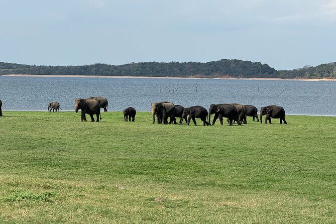 Kaudulla National Park Safari [private , full package] - Who Will Love This Tour?