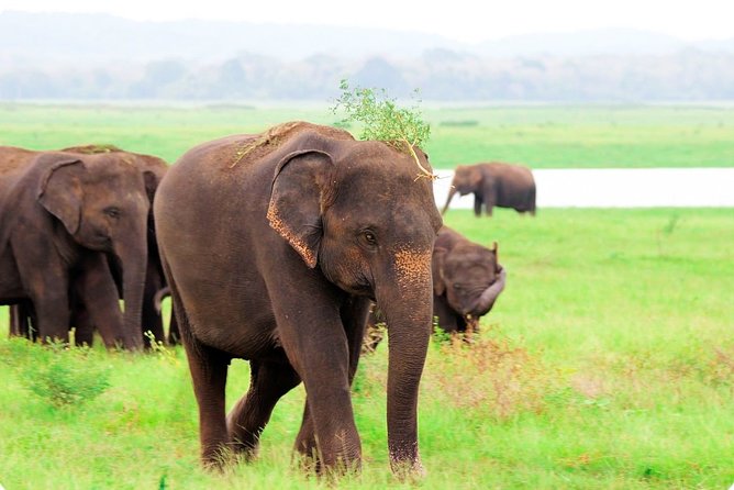 Kaudulla National Park Shared Safari - Wildlife Sightings