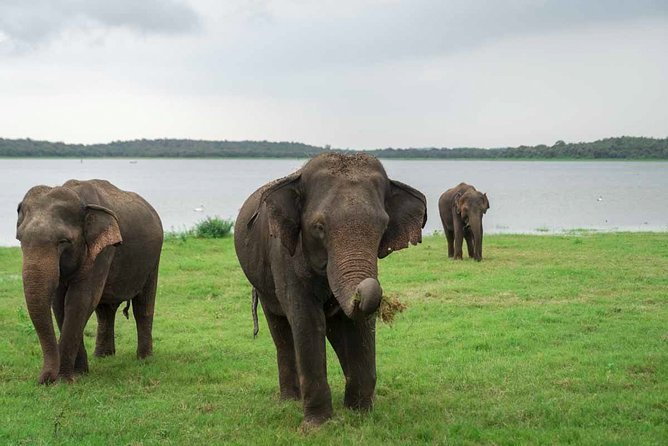 Kaudulla National Park Shared Safari - Safari Experience