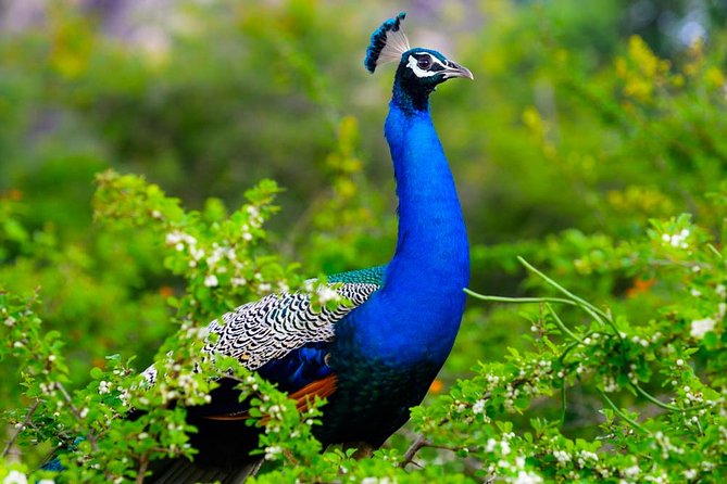 Kaudulla National Park Shared Safari - Park Ecosystem