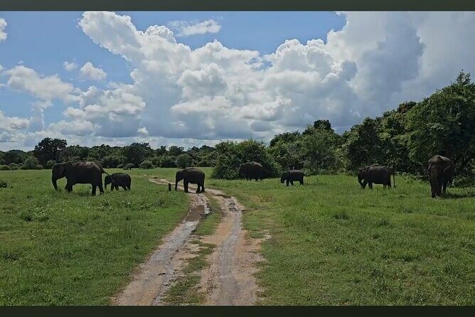 Kaudulla Safari Adventure - An Overview of the Kaudulla Safari Experience