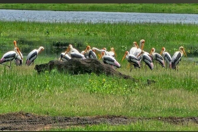 Kaudulla Safari Adventure - Authentic Reviews and What They Reveal