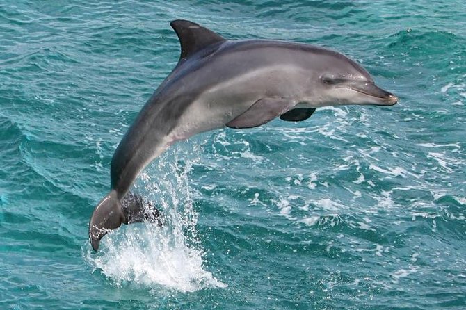 Kawaihae Luxury Snorkel Cruise & Wildlife Watch With Lunch - Physical Requirements