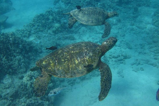 Kawaihae Luxury Snorkel Cruise & Wildlife Watch With Lunch - Booking and Reservations