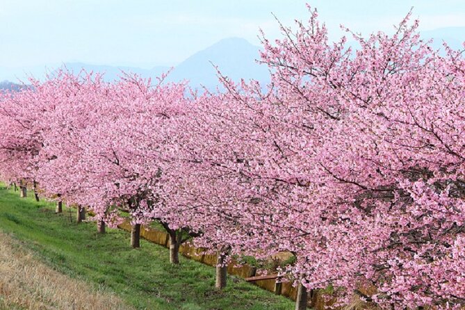 Kawazu-zakura Cherry Blossom Festival & Fruit Picking - Meeting and Pickup Information