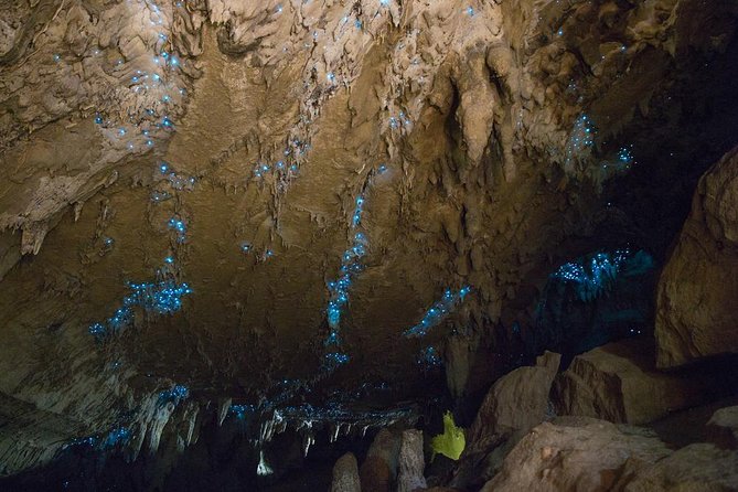 Kawiti Glow Worm Cave Tour & Opua Forest Walk - Itinerary Highlights