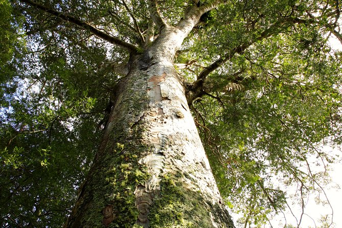 Kawiti Glow Worm Cave Tour & Opua Forest Walk - Forest Walk