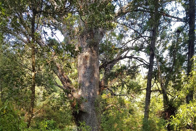 Kawiti Glow Worm Cave Tour & Opua Forest Walk - Traveler Reviews
