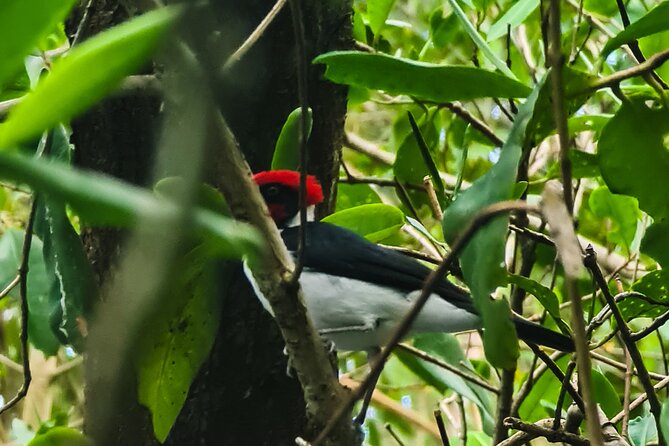 Kayak Adventure in the Second Largest Swamp of Trinidad and Tobago - Pickup and Meeting Point Details