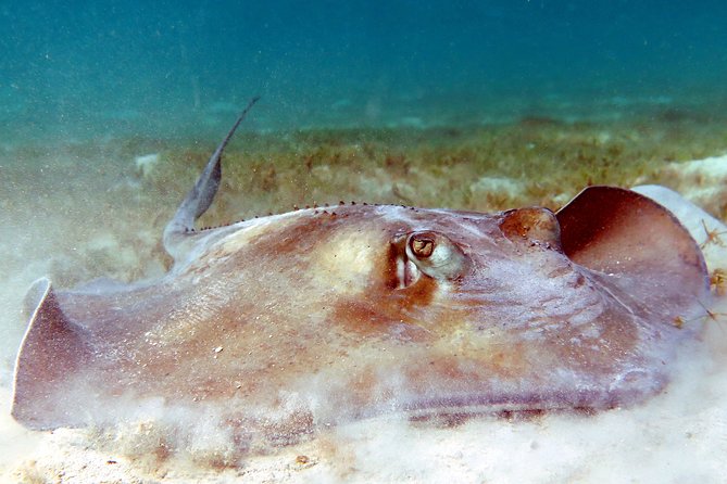 Kayak and Sea Turtle Snorkel With Beach Break - Inclusions and Gratuity