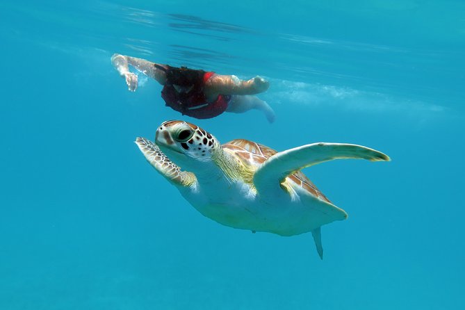Kayak and Sea Turtle Snorkel With Beach Break - Participant Requirements