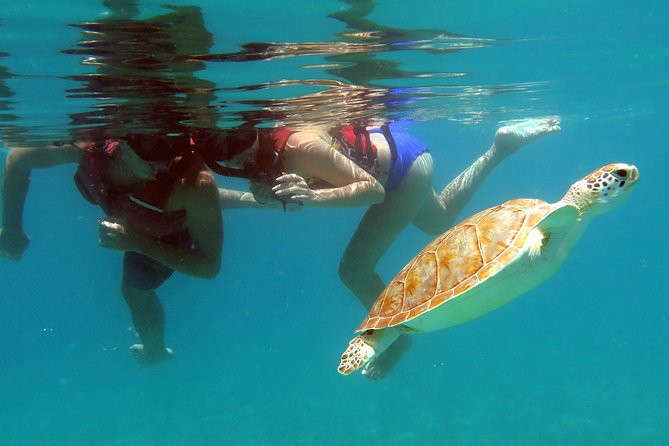 Kayak and Sea Turtle Snorkel With Beach Break - Transportation and Logistics