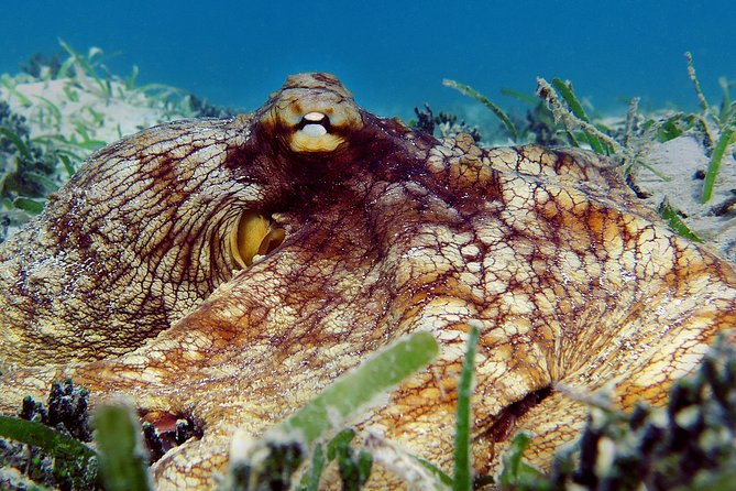 Kayak and Sea Turtle Snorkel With Beach Break - Reviews and Experiences