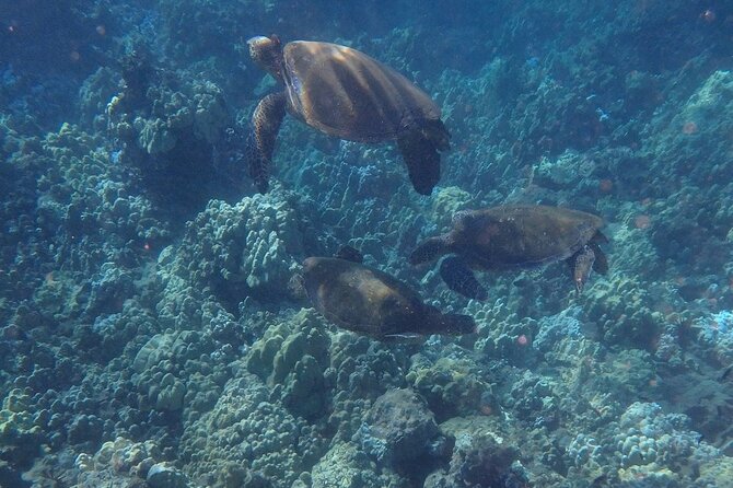 Kayak and Snorkel - South Shore Turtle - Considerations