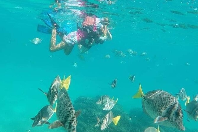 Kayak and Snorkel Tour at Pelican Rock - Meeting Point and Transportation