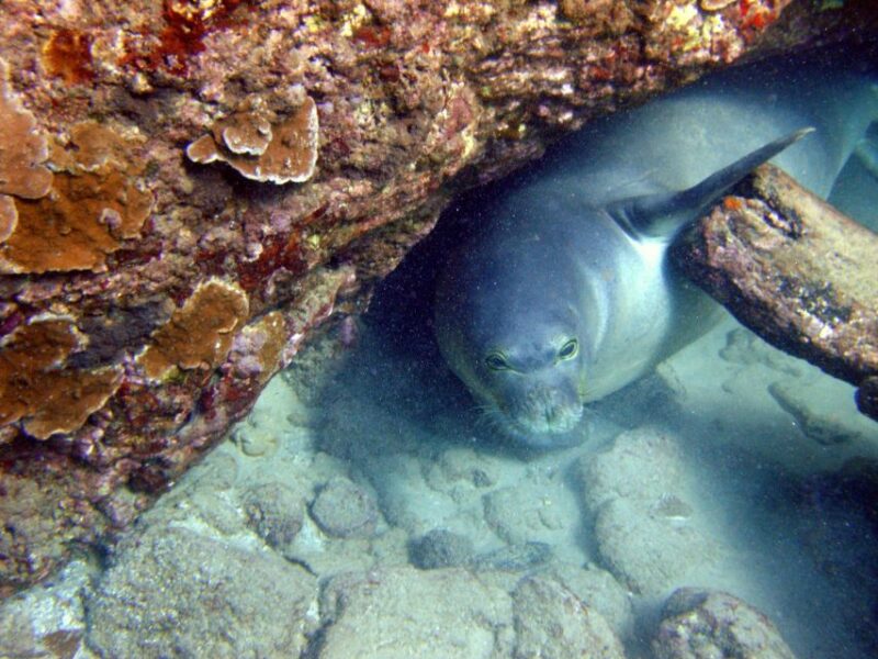 Kayak and Snorkel West Maui at Olowalu - Whale Watching and Listening