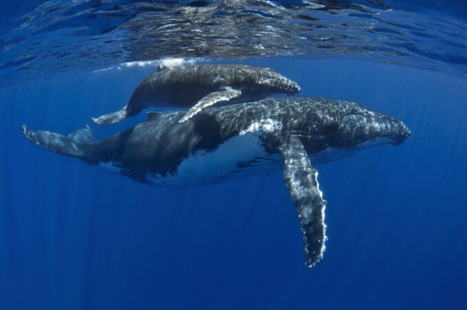 Kayak and Snorkel West Maui at Olowalu - Meeting and Reservation Details