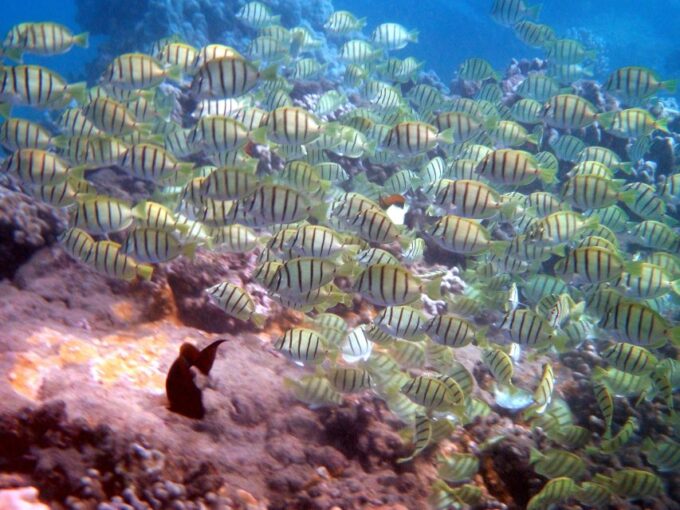Kayak and Snorkel West Maui at Olowalu - Participant Suitability and Tips