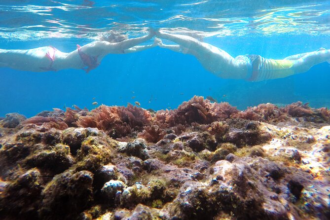 Kayak and Snorkeling Tour in Underwater Nature Reserve Garajau - Tour Highlights