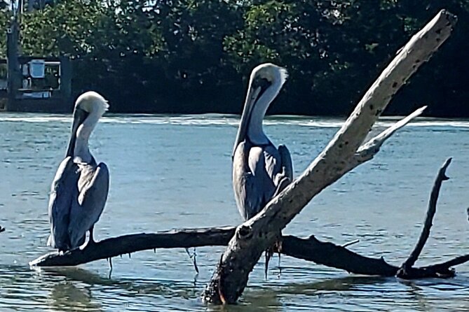 Kayak and SUP Rentals - Big Hickory Island - Fort Myers Beach, FL - Suitability for Children and Families