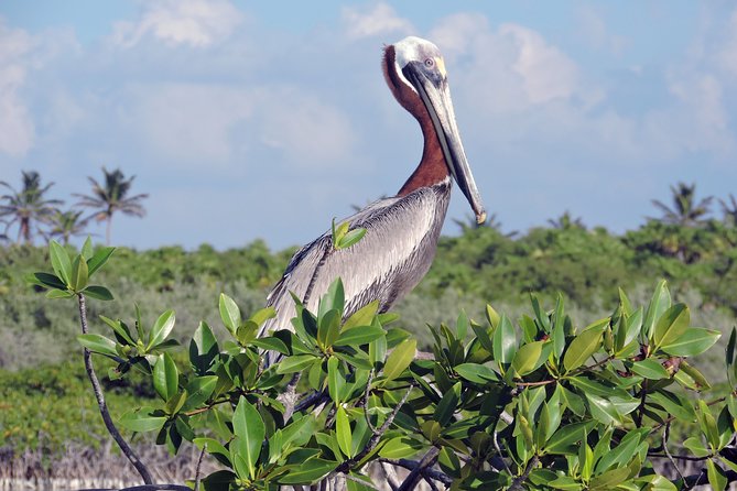 Kayak Biosphere Reserve Sunset Tour - Booking and Confirmation Process