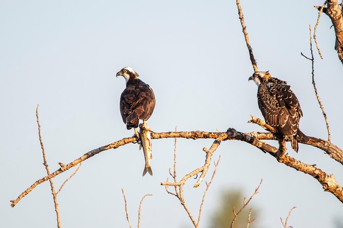Kayak -Bird Watching Combo Tour From Puerto Quetzal - Key Points