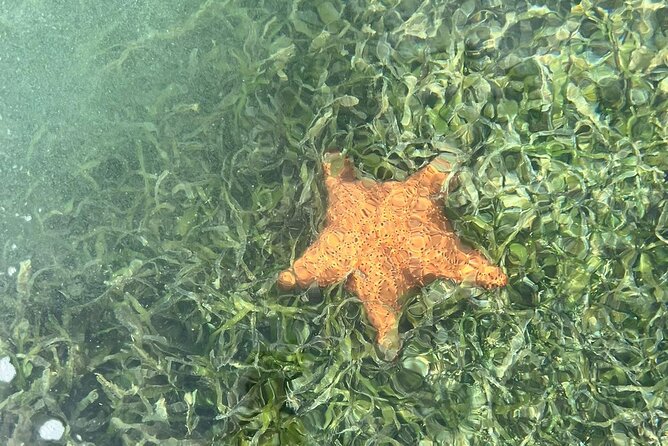 Kayak Eco Adventures Glass Kayak Nature and Snorkeling Tour - Tour Overview