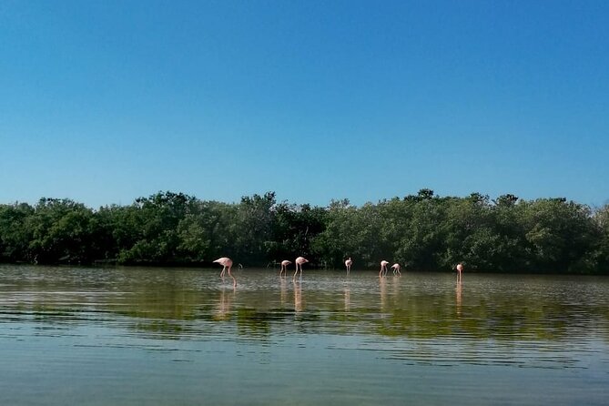 Kayak Experience in the Mangroves of Holbox Island - Additional Information