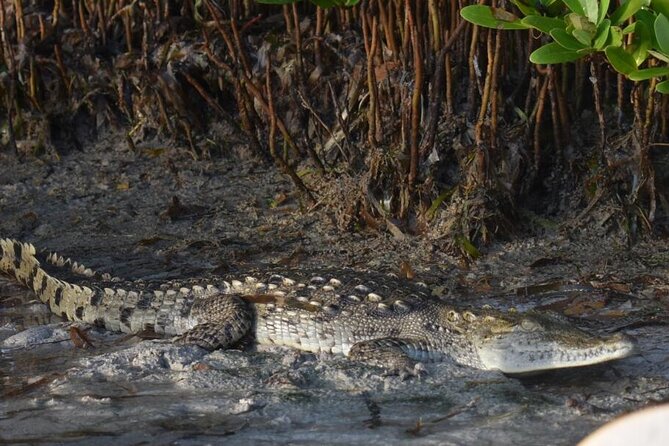 Kayak Experience in the Mangroves of Holbox Island - Wildlife Sightings
