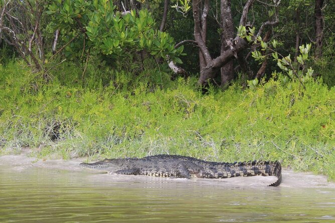 Kayak Experience in the Mangroves of Holbox Island - Guided Journey