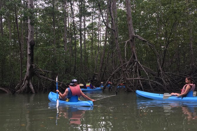 Kayak in the Mangrove - Key Points