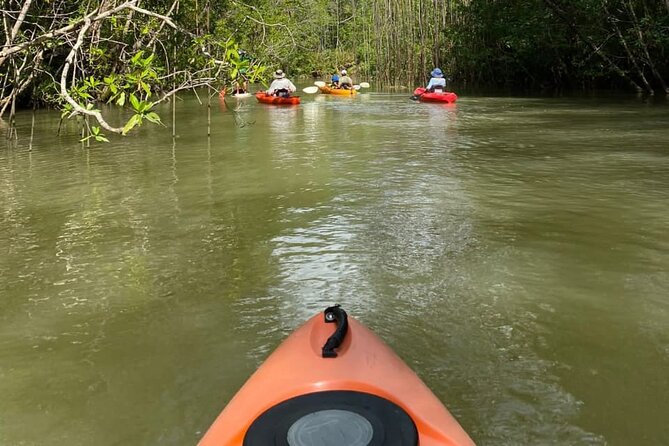 Kayak Mangrove Tour in Manuel Antonio - Key Points