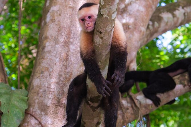 Kayak Mangrove Tour in Manuel Antonio - Meeting Point and Pickup