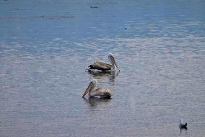 Kayak or Stand Up Paddle in Shkodra Lake and Buna River - Getting There