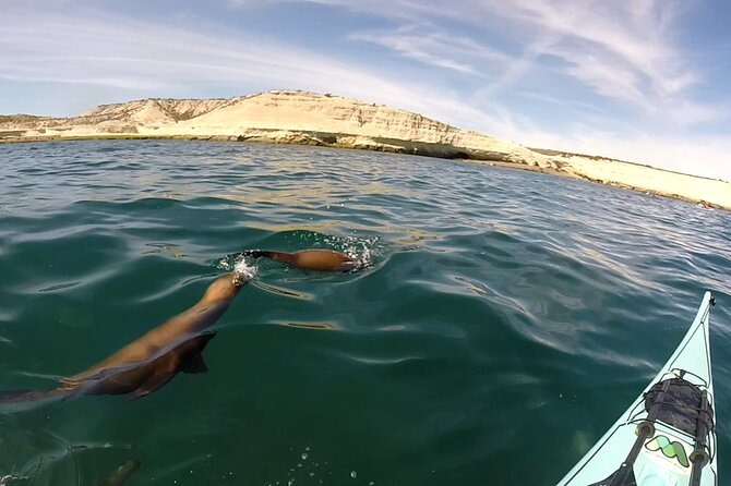 Kayak Paddling Experience With Sea Lions in Puerto Madryn - Key Points