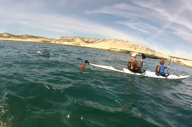 Kayak Paddling Experience With Sea Lions in Puerto Madryn - Schedule and Availability