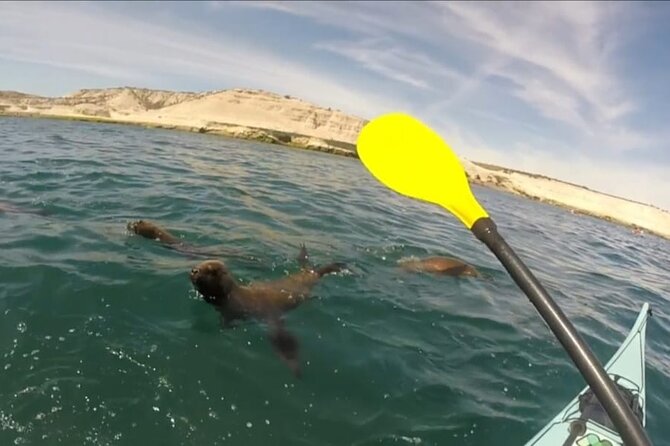 Kayak Paddling Experience With Sea Lions in Puerto Madryn - Interacting With Sea Lions