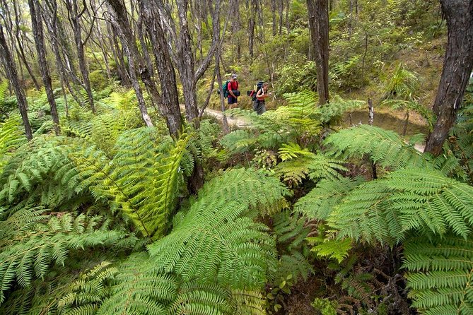 Kayak & Pitt Head Nature Loop - Guided Kayak & Unguided Walk - New Zealand - Participant Reviews and Pricing